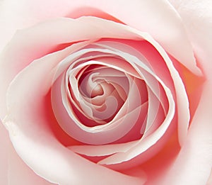 Macro of pink rose photo