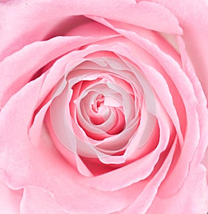 Macro of a Pink Rose