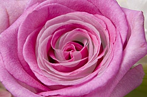 Macro pink Rose