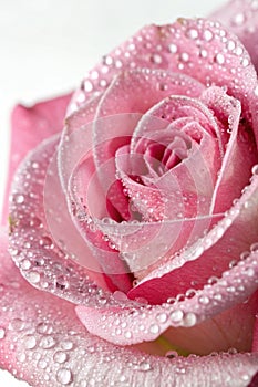 Macro of a pink rose with dew photo
