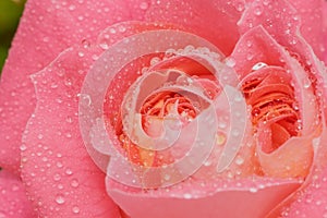 Macro of pink rose with water drops