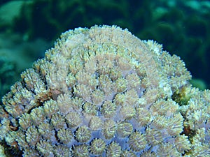 Macro of a pink soft coral