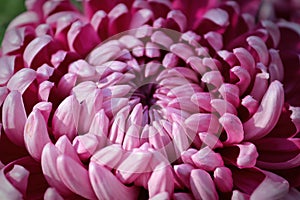 Macro of pink spider disbud garden mums