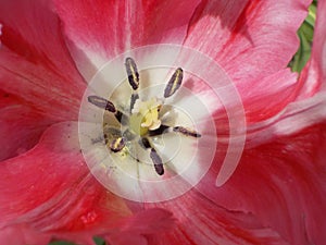 Macro pink Tulip flower centre