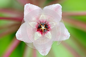 Macro pink wax plant flower photo