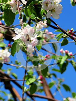 Macro of a pink and white apple tree flower with a bee