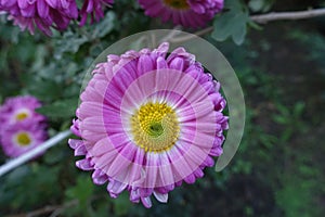 Macro of pink and white flower of semi-double Chrysanthemum in October