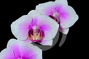 Macro of pink and white Phalaenopsis orchid