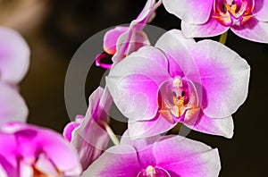 Macro of pink and white Phalaenopsis orchid