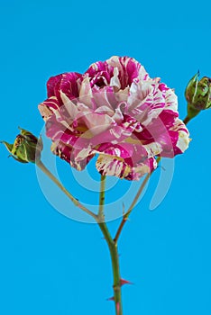 Macro pink and white rose flower