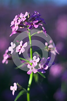 Macro pink wild flowers