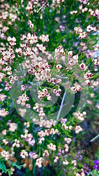 Macro from pink wildflowers