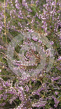 Macro from pink wildflowers