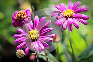 Macro of pink and yellow blooms on a swan river daisy