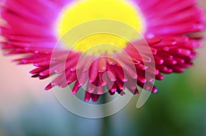 Macro of pink and yellow daisy flower