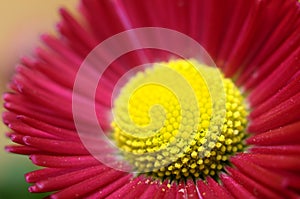 Macro of pink and yellow daisy flower