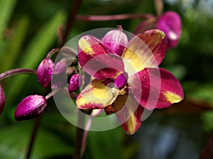 Macro pink yellow orchid flower Spathoglottis ,purple orchids hybrid ,Blume ,orchidaceae ,cluster-borne ground plants tropical