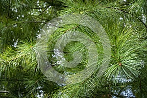 Macro of Pinus strobus needles in focus as green background. Original texture of natural greenery.