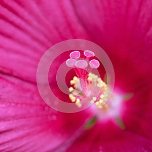 Macro of the pistils of a pink hibiscus flower