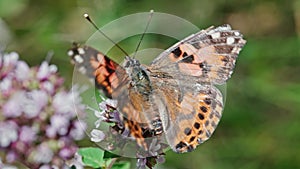 Macro of a plain tiger butterfly (Danaus chrysippus) resting on a flower