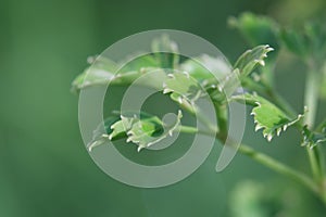 Macro of plant geranium aralia, polyscias guilfoylei.