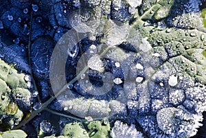 Macro of plant leave with ice freeze on it.