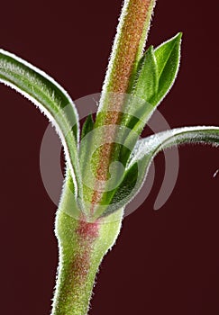 Macro of plant stem