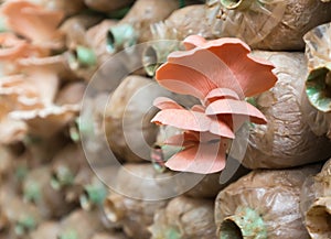 Macro of Pleurotus djamor