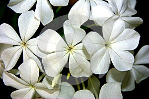 Macro of plumbago flowers