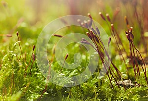 Macro of Pohlia moss