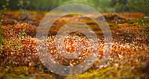 Macro of Pohlia nutans moss with green spore capsules on red stalks