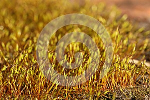 Macro of Pohlia nutans moss with green spore capsules on red stalks