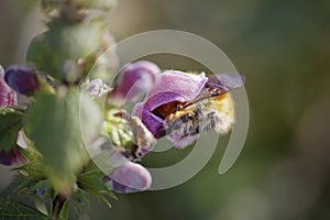 Macro of pollination from a bee