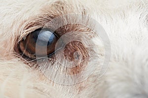 Macro of poodle dog eye