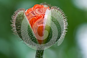 Macro of poppy