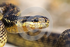 Macro portrait of beautiful european snake