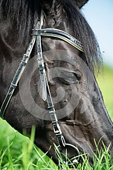 macro portrait of black horse grazing in the green field. sunny day