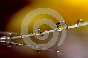 A macro portrait of a blade of grass with some water drops on it, touching a very still surface of water which creates an almost