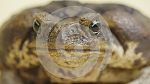 Macro portrait Cane Toad, Bufo marinus, sitting on a beige background in the studio. Rhinella marina or Poisonous toad