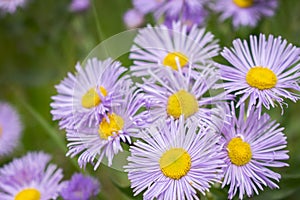 Macro Portrait of a Cluster of  Fleabean Daisy