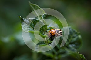 A macro portrait of a colorado beetle, also called leptinotarsa decemlineata in between the leaves of a potato plant. The insect