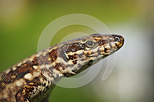 Macro portrait of common wall lizard