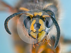 Macro portrait of common wasp