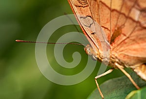 Macro portrait of a Cruiser ButterflyVindula arsinoe with green copy space. photo