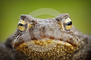 Macro portrait of cute toad