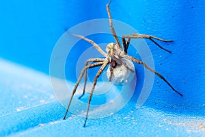 A macro portrait of a female wolf spider carrying her egg sack, attached to the spinnerets and held by the fangs, around on a blue