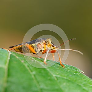 Macro portrait of forest bug