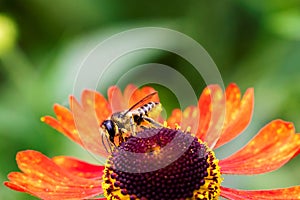 A macro portrait of a honey bee sitting on a red helenium moerheim or mariachi flower collecting pollen to bring back to its hive