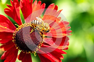 A macro portrait of a honey bee sitting on top of a helenium moerheim or mariachi flower collecting pollen to bring back to its