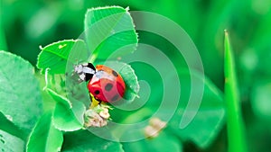 The macro portrait of the ladybug on a green leaf